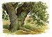 TREES and HOW to Paint them in Watercolours