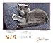 Cat Naps 2016 Boxed/Daily Calendar