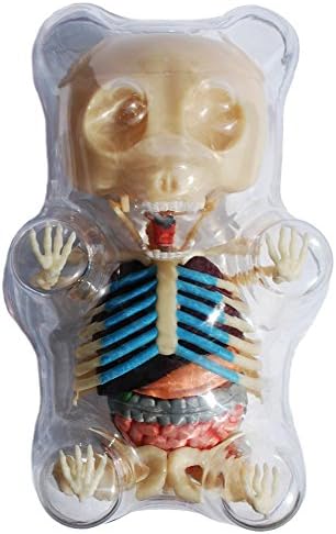 Children's Plastic Gummy Bear Anatomy Kit