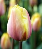 Indian Summer Triumph Tulip 10 Bulbs - Multi Colored