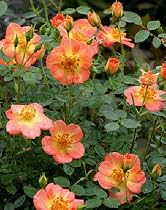 OSO EASYTM Paprika Rose - VERY HARDY /DISEASE RESISTANT
