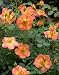 OSO EASY Paprika Rose - VERY HARDY /DISEASE RESISTANT
