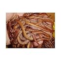 European Nightcrawlers Composting and Fishing Worms 1 Lb Pack