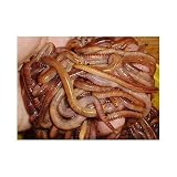 European Nightcrawlers Composting and Fishing Worms 2 Lb Pack