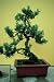 Growing Bonsai - Complete Guide to Growing and Shaping