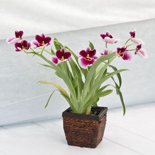 Beautiful Miltonia Orchid in Square Wood and Wicker Container - Fresh Flowers - Live Flowers - Tropical Plant - Tropical Flowers - Cut Flower Alternative - Live Plant - Green Gift - Ships fast via 2-Day Air