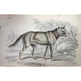 Jardine C1839 古めかしい Aguara の犬動物色の版