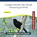 Vogelgezwitscher ohne Musik - Sommertag im Wald - Stressabbau durch Naturgeräusche