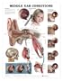Ear Anatomy Chart - Middle Ear Conditions