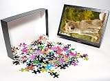 Photo Jigsaw Puzzle of LA-6029 Canaan dog from Ardea Wildlife Pets