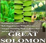 15 Smooth Great Solomon's Seal Seeds ~ HOSTA HOSTAS PLANTS COMPANION~ Zone 3-9