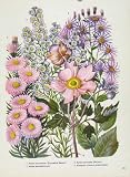 Vieil Art de la Couleur C1964 d'Anémone d'Aster d'Usine d'Impression de Fleur