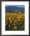 Field of Common Sunflowers, Abajo Mountains, Monticello, Utah, USA Botanical Framed A...