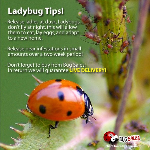 1500 Live Ladybugs - Good Bugs - Ladybugs - Guaranteed Live Delivery!
