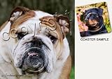 Bulldog Dog Drink Coasters