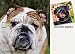 Bulldog Dog Drink Coasters
