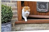 Box Canvas Print of JD-20762 CAT. walking out of back door from Ardea