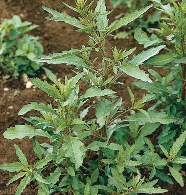 Herb Epazote D782A (Green) 1000 Organic Seeds by David's Garden Seeds