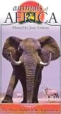 African Elephant [VHS]