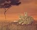 African Leopard Cat Cubs In Tree Animal Wildlife Picture Art Print