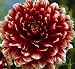 Red & White Fubuki Dahlia - 2 Tubers
