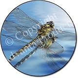  : DRAGONFLY Over WATER Fridge Magenet