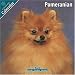 Pomeranian 2010 Wall Calendar #10060-10