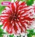 Santa Claus Dinnerplate Dahlia: 2 Tubers
