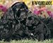 Newfoundlands 2009 Wall Calendar