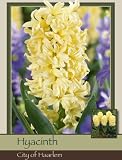 Hyacinth City of Haarlem