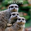 Meerkats 2008 Square Wall