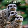 Meerkats 2008 Square Wall Calendar