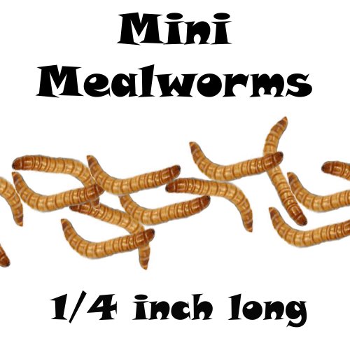 Gimminy Crickets & Worms 