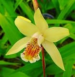 Hardy Chinese Butterfly Orchid-Bletilla ochracea-Potted