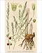 Photographic Prints of Plants/asparagus from Mary Evans