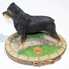 rottweiler AKC Show Dog