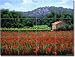 Poppies Below Lacoste