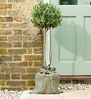 Half Standard Olive Tree