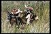 Tribes; Ceremonial Music from the West Papuan Rainforest picture