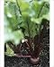 Photographic Prints of Beetroot (Beta vulgaris Bolthardy) from Science Photo Library