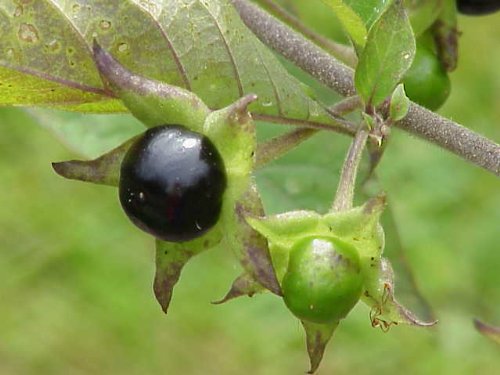 50+ Seeds Atropa belladonna - Deadly Nightshade -