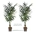 TWO 8.5' Extra Full Artificial Kentia Palm Tropical Trees, 3 Iris Stems Free with Purchase (Retail Price $23.07)