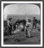 Historic Print (L): Fancy roping at a cowboys' camp Oklahoma