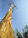 Teak Tree, Mae Hong Sang Provence, Nw Thailand Art Photographic Poster Print by Michael Pitts, 18x24