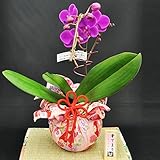 ほんまもん屋 遅れてごめんね 敬老の日 ミディ胡蝶蘭 ２本立 華てまり お色おまかせ