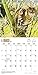 2017 Monthly Wall Calendar - Tabby Cats