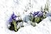 Dwarf Iris in the Snow - 48