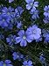 Blue Flax (Linum Perenne) Perennial, 2 grams of Seeds