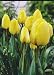 Unwins Bulbs - Tulip Bedding Golden Apeldoorn 10 prepacked bulb(s)