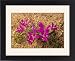Framed Prints of Babiana curviscapa, in its pink-Cerise form. Iris-relative from Ardea Wildlife Pets